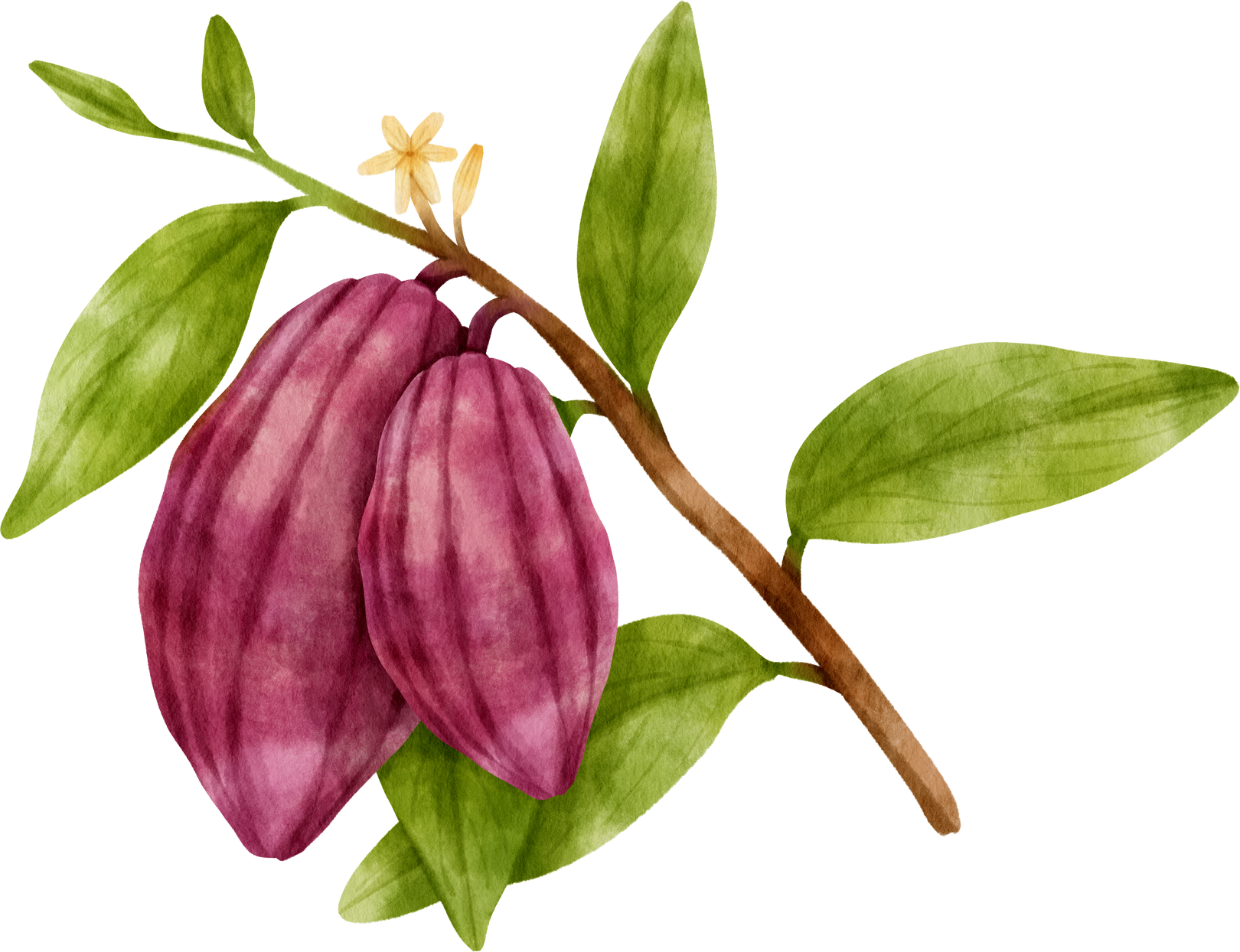 watercolor branch of cacao