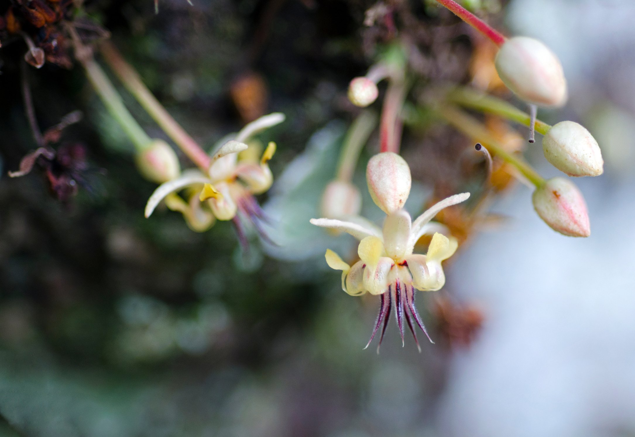 cocoa flower  Theobroma cacao